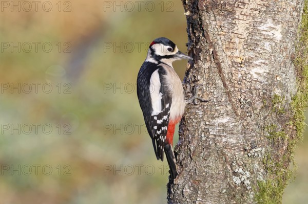 Great spotted woodpecker (Dendrocopus major), male, foraging on the trunk of a common birch (Betula pendula), wildlife, woodpeckers, nature photography, autumn, Wilnsdorf, North Rhine-Westphalia, Germany