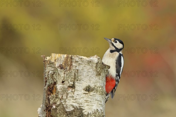 Great spotted woodpecker (Dendrocopus major), female, foraging on the trunk of a common birch (Betula pendula), wildlife, woodpeckers, nature photography, autumn, Wilnsdorf, North Rhine-Westphalia, Germany