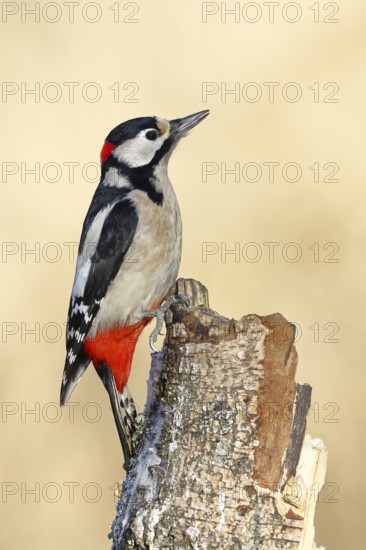 Great spotted woodpecker (Dendrocopus major), male, foraging on dead wood of a common birch (Betula pendula), wildlife, woodpeckers, nature photography, autumn, Wilnsdorf, North Rhine-Westphalia, Germany