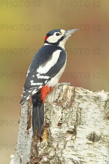 Great spotted woodpecker (Dendrocopus major), male, foraging on the trunk of a common birch (Betula pendula), wildlife, woodpeckers, nature photography, autumn, Wilnsdorf, North Rhine-Westphalia, Germany