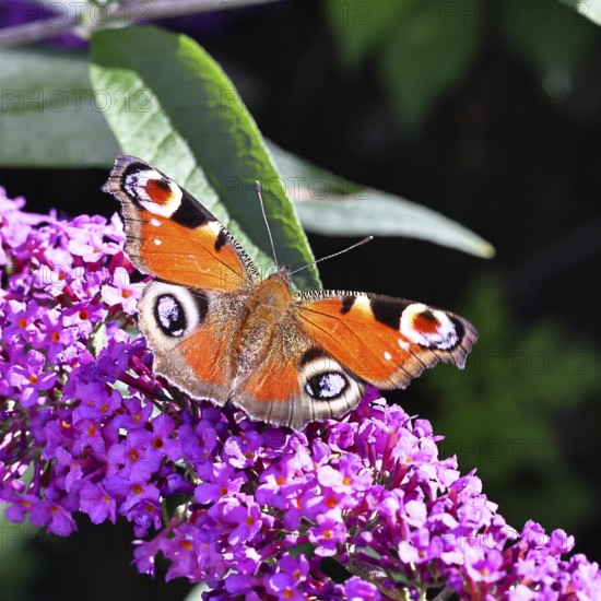 Peacock butterfly (Inachis io) sucking nectar on butterfly bush (Buddleja davidii), in a natural environment in the wild, close-up, wildlife, insects, butterflies, butterflies, Wilnsdorf, North Rhine-Westphalia, Germany