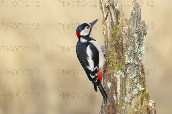 Great spotted woodpecker (Dendrocopos major), male, foraging on a tree stump overgrown with moss and lichen in the forest, Wilnsdorf, North Rhine-Westphalia, Germany