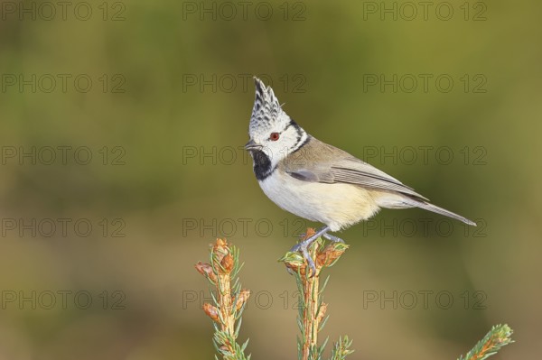 Crested Tit (Lophophanes scalloped ribbonfish), sitting on the top of a young spruce, European spruce (Picea abies), Wilnsdorf, North Rhine-Westphalia, Germany