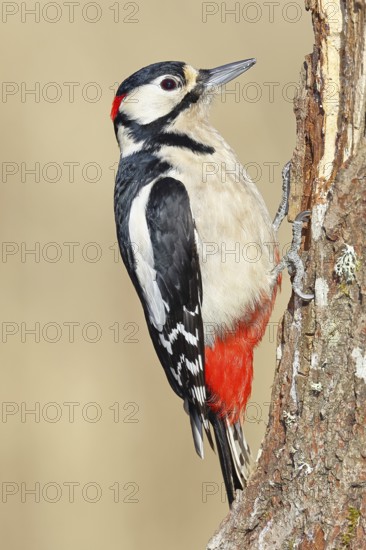 Great spotted woodpecker (Dendrocopos major), male, foraging on a rotten tree trunk in the forest, Wilnsdorf, North Rhine-Westphalia, Germany