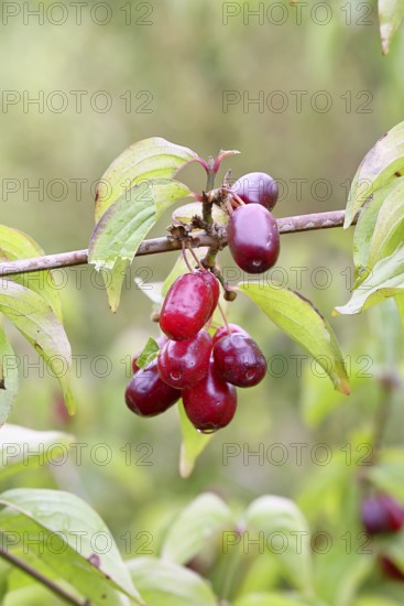 Cornelian cherry (Cornus mas), branch with fruit, Wilnsdorf, North Rhine-Westphalia, Germany