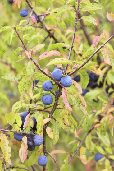 Blackthorn (Prunus spinosa), branch with ripe fruit, autumn, Wilnsdorf, North Rhine-Westphalia, Germany