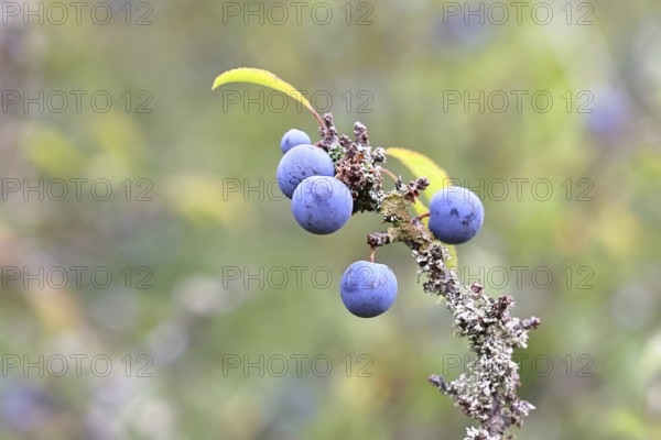 Blackthorn (Prunus spinosa), branch with ripe fruit, autumn, Wilnsdorf, North Rhine-Westphalia, Germany