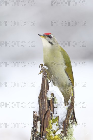 Grey-headed woodpecker (Picus canus), male sitting on a dead wood covered with moss and lichen in winter, Wildlife, Woodpeckers, Birds, Nature photography, Wilnsdorf, North Rhine-Westphalia, Germany