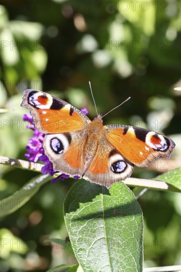 Peacock butterfly (Inachis io) sucking nectar on butterfly bush (Buddleja davidii), in a natural environment in the wild, close-up, wildlife, insects, butterflies, butterflies, Wilnsdorf, North Rhine-Westphalia, Germany