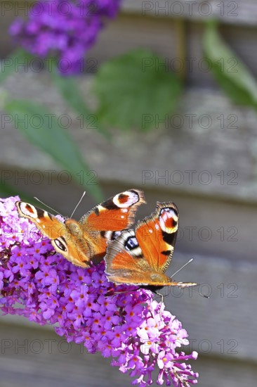 Peacock butterfly (Inachis io) two butterflies sucking nectar on summer lilac (Buddleja davidii), butterfly bush, in a natural environment in the wild, close-up, wildlife, insects, butterflies, butterflies, Wilnsdorf, North Rhine-Westphalia, Germany