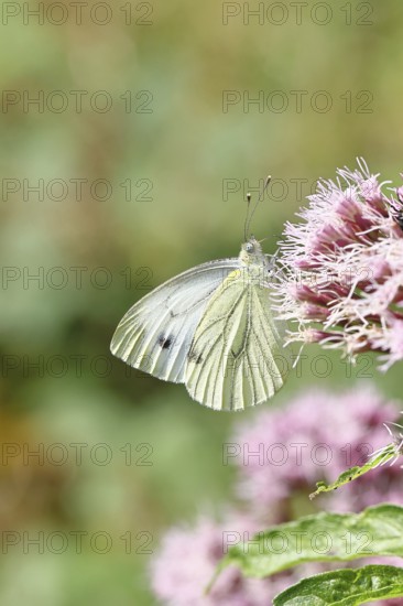 A Cabbage butterfly (Pieris brassicae) sucking nectar on the flower of a Hemp agrimony (Asteraceae), in a natural environment in the wild, nice bokeh in the background, Wildlife, Insects, Butterflies, Butterflies, Wilnsdorf, North Rhine-Westphalia, Germany