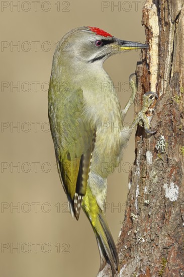 Grey-headed woodpecker (Picus canus), male sitting on a tree stump overgrown with moss and lichen, Wildlife, Woodpeckers, Birds, Nature photography, Wilnsdorf, North Rhine-Westphalia, Germany