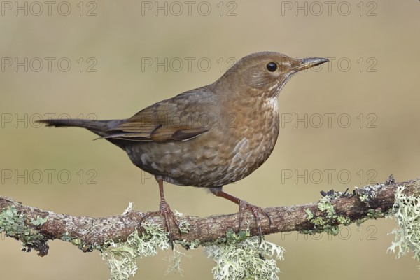 Blackbird (Turdus merula), female, sitting on a lichen-covered branch in the forest, Wilnsdorf, North Rhine-Westphalia, Germany