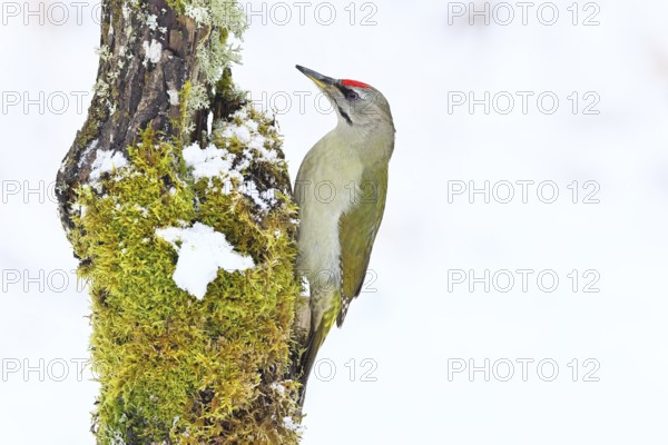 Grey-headed woodpecker (Picus canus), male sitting on a dead wood covered with moss and lichen in winter, Wildlife, Woodpeckers, Birds, Nature photography, Wilnsdorf, North Rhine-Westphalia, Germany