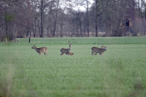 Roe deer (Capreolus capreolus), landscape, hunting, winter, high seat, North Rhine-Westphalia, Germany, A roebuck and four doe are standing in a meadow and grazing grass