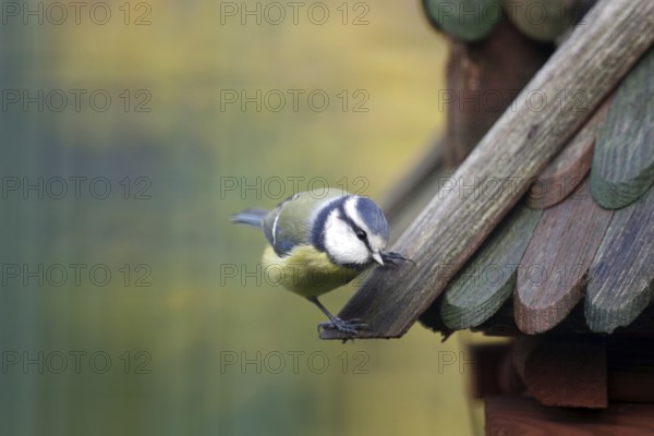 Blue tit (Cyanistes caeruleus), bird house, coloured, bird feeding, Germany, The cute blue tit is looking for food at the bird house