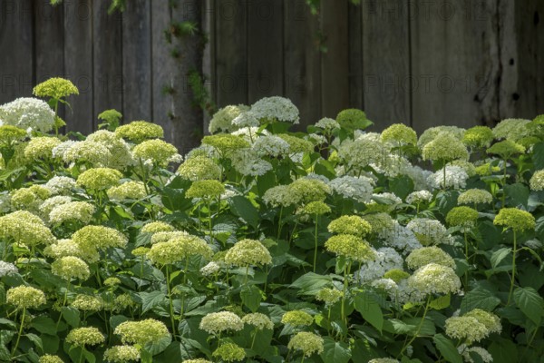 Lush hydrangeas in green and white in front of a wooden fence in the garden, North Rhine-Westphalia, Germany