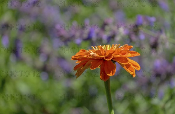 An orange zinnia (Zinnia) is in focus against a soft green and purple background in a garden, North Rhine-Westphalia, Germany