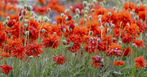 Bright orange poppies in full bloom, Palatinate, Rhineland-Palatinate, Germany