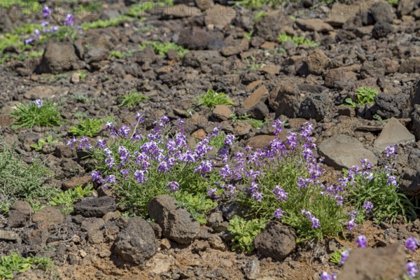 Bolles Levkoje (Matthiola bolleana), endemic plant on Fuerteventura, Canary Islands, Spain