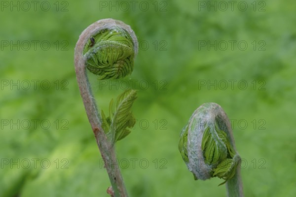 Young shoot, curled leaves of a fern frond, the Netherlands
