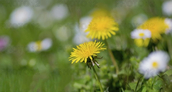 Blooming dandelions in a green meadow with blurry white flowers in the background, Palatinate, Rhineland-Palatinate, Germany
