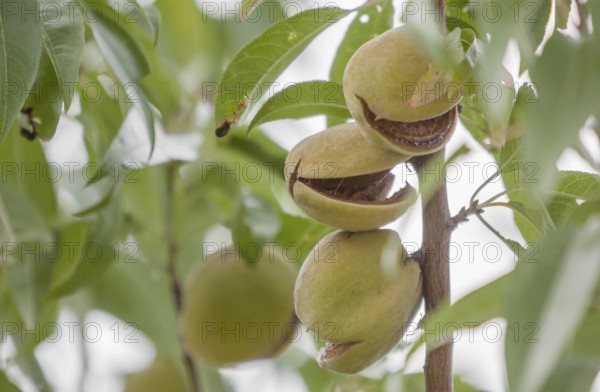 Ripe almonds on an almond tree (Prunus dulcis), Palatinate, Rhineland-Palatinate, Germany