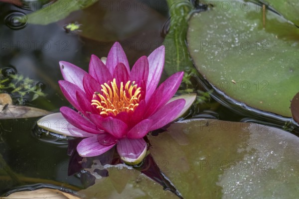 Pink water lily with yellow stamens floating on a calm pond with green leaves, (Nymphaea), Münsterland, North Rhine-Westphalia, Germany