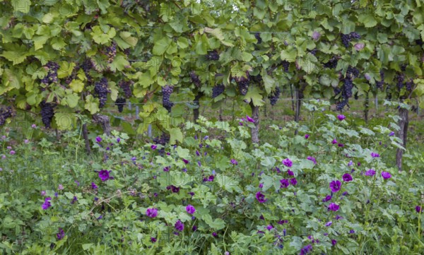 Grapevines with ripe grapes hang over a field with purple flowers in a green vineyard, Palatinate, Rhineland-Palatinate, Germany