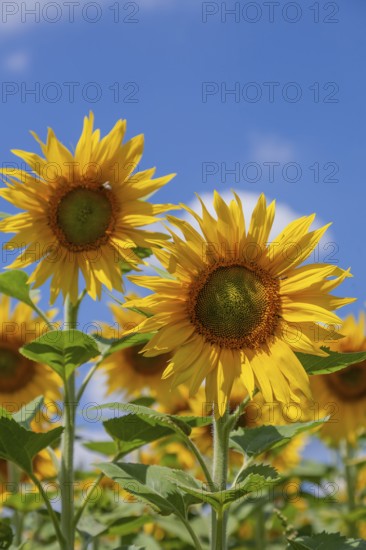 Sunflowers (Helianthus annuus) in front of a clear blue sky, sunlit and vibrant, Palatinate, Rhineland-Palatinate, Germany