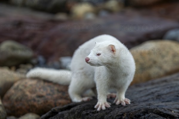 A mink (Neovison vison) with albinism searches for prey on the North Sea coast, albino, Denmark