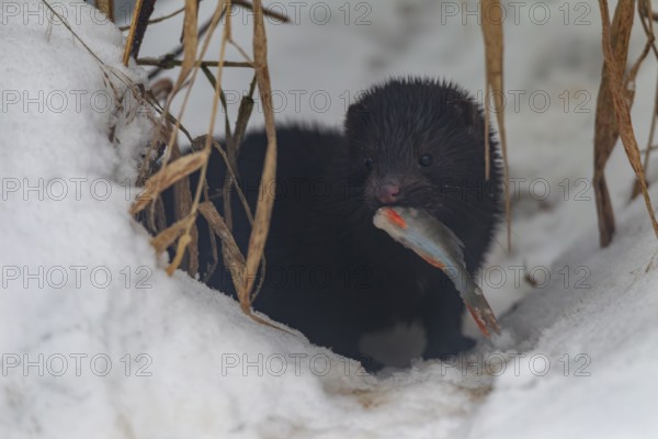 Mink (Neovison vison) with a captured perch, prey, hunting, piscivore, winter, snow, Germany