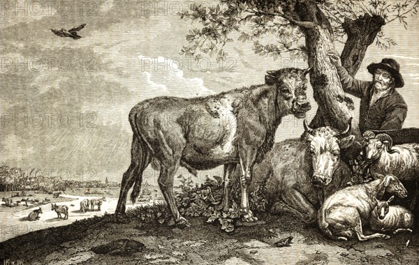 The Young Bull, after Paul Potter (1625-1654) Dutch Baroque painter, animal portrait, landscape, bull, sheep, bird, agriculture, animal husbandry, pasture, tree, city, depth of image, genre painting, historical illustration 1869