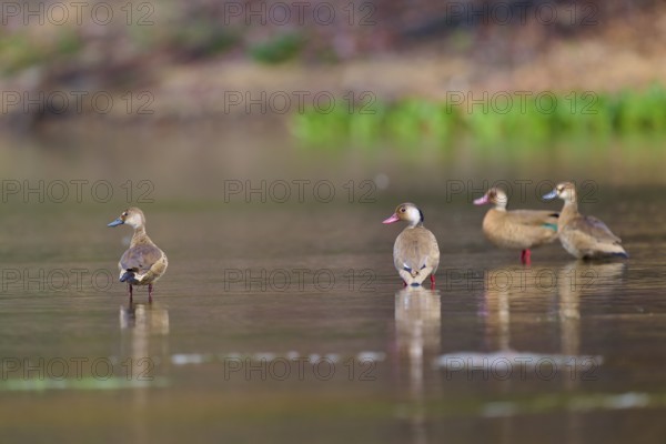 Four ducks resting on the shore of a lake, surrounded by natural tranquillity, Red-billed Whistling Duck, Autumn Whistling Duck, Autumn Whistling Duck (Dendrocygna autumnalis), Rio Negro, Pantanal, Mato Grosso, Brazil