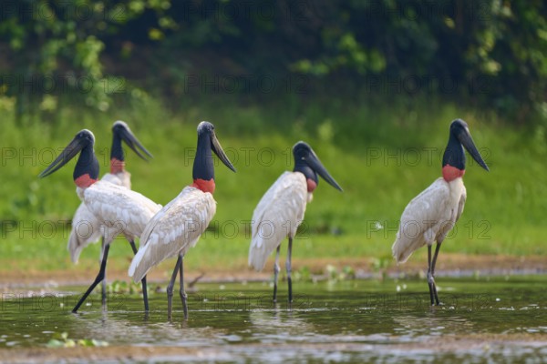 Five Jabirus standing in the water, their surroundings reflected in it, Jabiru (Jabiru mycteria), Rio Negro, Pantanal, Mato Grosso, Brazil