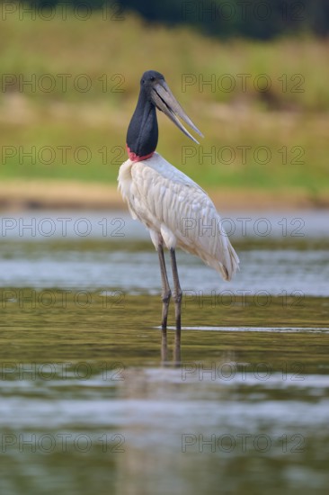 An alert bird stands in shallow water with natural surroundings, Jabiru (Jabiru mycteria), Rio Negro, Pantanal, Mato Grosso, Brazil
