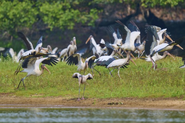 A dynamic scene with many storks moving along the shore, wood stork (Mycteria americana), Rio Negro, Pantanal, Mato Grosso, Brazil