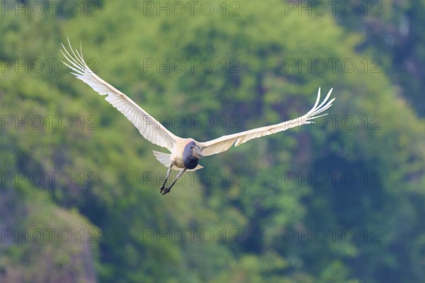 A bird in flight against a background of green trees, Jabiru (Jabiru mycteria), Rio Negro, Pantanal, Mato Grosso, Brazil