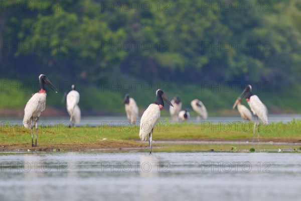 Several birds standing on the bank of a river, surrounded by green trees, Jabiru (Jabiru mycteria), Rio Negro, Pantanal, Mato Grosso, Brazil