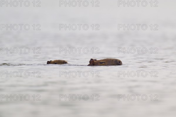 Two Capybara mother and young swimming in the water, the atmosphere is calm and peaceful, Capybara, capybara (Hydrochoerus hydrochaeris), Rio Negro, Pantanal, Mato Grosso, Brazil