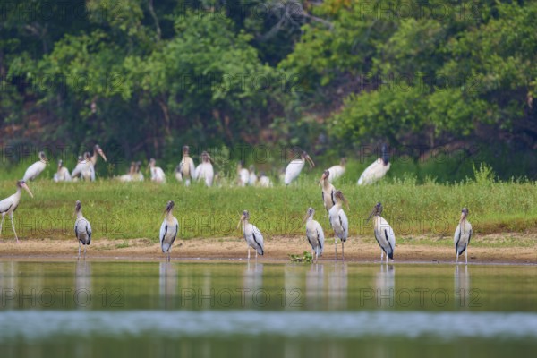 A group of storks stands on the bank of a body of water against a green background, Wood Stork (Mycteria americana), Rio Negro, Pantanal, Mato Grosso, Brazil