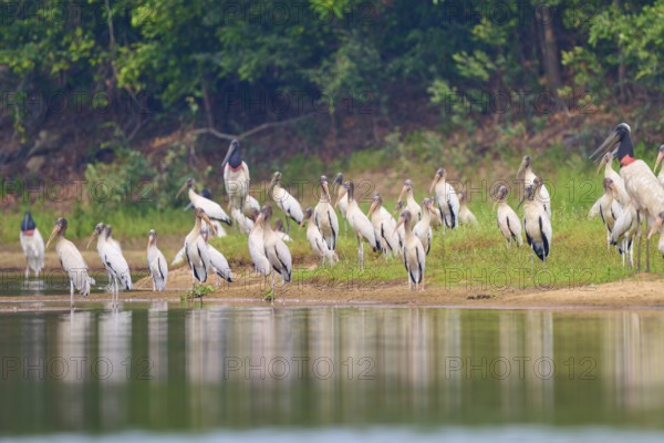 Storks gather at the edge of a body of water in a tranquil landscape, Wood Stork (Mycteria americana), Rio Negro, Pantanal, Mato Grosso, Brazil