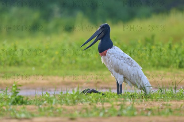 A single bird sits in the tall grass and looks into the distance, Jabiru (Jabiru mycteria), Rio Negro, Pantanal, Mato Grosso, Brazil