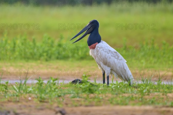 A bird with a characteristic neck sits attentively in a meadow, Jabiru (Jabiru mycteria), Rio Negro, Pantanal, Mato Grosso, Brazil