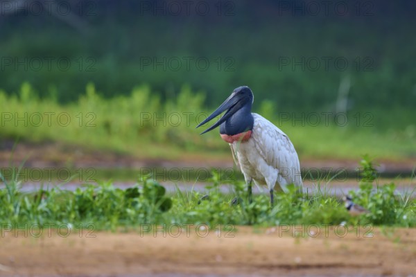 A bird sitting upright on green grass at the edge of a body of water, Jabiru (Jabiru mycteria), Rio Negro, Pantanal, Mato Grosso, Brazil