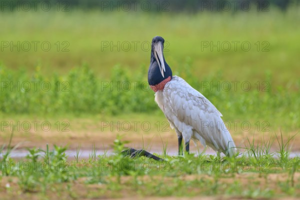 A bird with a black neck sits on a green meadow by a watercourse, Jabiru (Jabiru mycteria), Rio Negro, Pantanal, Mato Grosso, Brazil