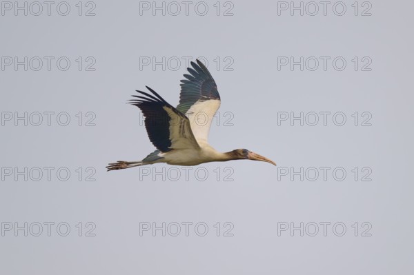 A flying stork with wings outstretched in the sky, wood stork (Mycteria americana), Rio Negro, Pantanal, Mato Grosso, Brazil