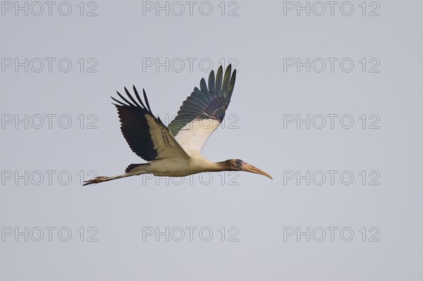A stork in flight against a clear sky, spreading its wings, Wood Stork (Mycteria americana), Rio Negro, Pantanal, Mato Grosso, Brazil