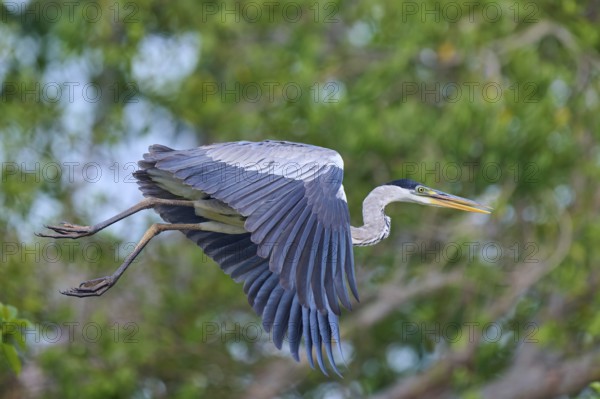 Heron soaring through the air, framed by lively greenery, Cocoi Heron (Ardea cocoi), Rio Negro, Pantanal, Mato Grosso, Brazil