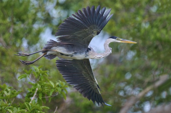 Hovering heron in impressive pose over green foliage, Cocoi heron (Ardea cocoi), Rio Negro, Pantanal, Mato Grosso, Brazil
